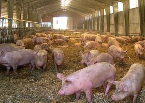 Suinicoltura